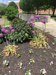 Allium giganteum