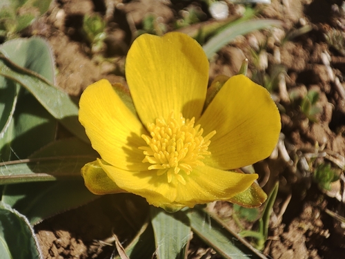 Grass-leaved Buttercup (Ranunculus gramineus)