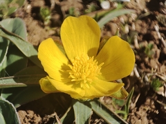Grass-leaved Buttercup (Ranunculus gramineus)