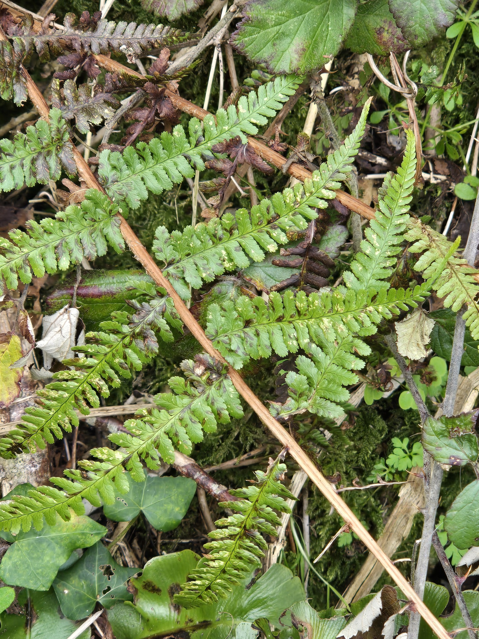 Common Male Fern (Dryopteris filix-mas)