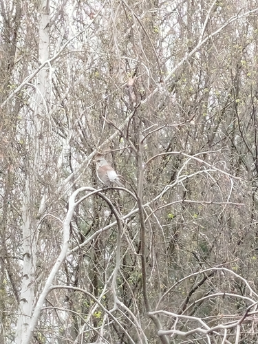 Fieldfare