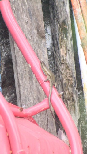 Eutropis multifasciata