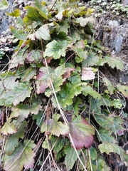 Heuchera micrantha diversifolia