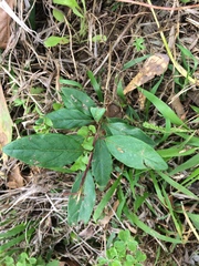 Lonicera sempervirens