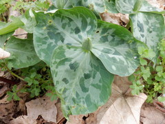 Trillium stamineum