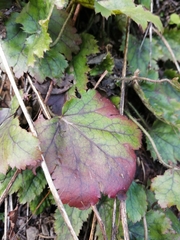 Heuchera micrantha diversifolia