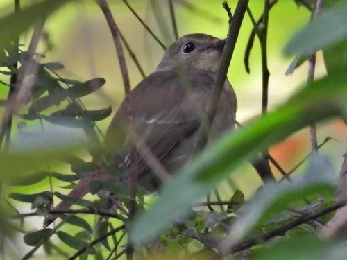 Narcissus Flycatcher (Ficedula narcissina), photo 2