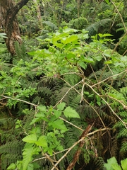 Rubus hawaiensis
