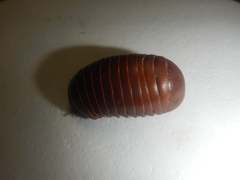 Arthrosphaeridae