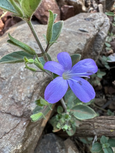 Blue Bushviolet