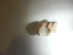 Amphibalanus eburneus