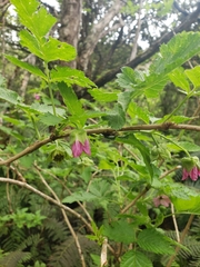 Rubus hawaiensis