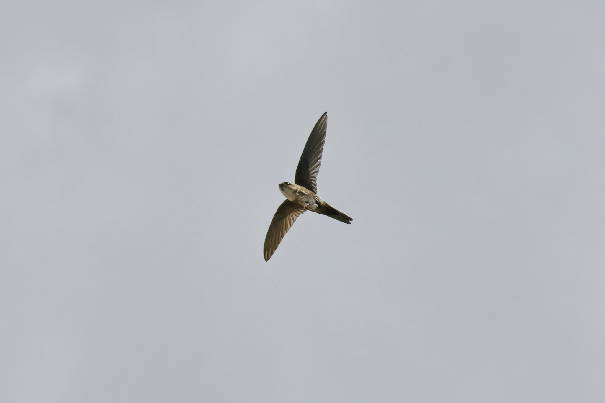 Antillean Palm Swift (Tachornis phoenicobia), photo 6