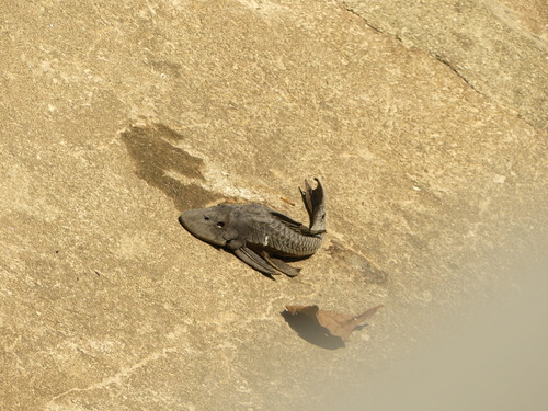 Pterygoplichthys
