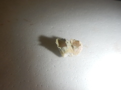 Amphibalanus eburneus