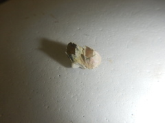 Amphibalanus eburneus