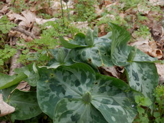 Trillium stamineum