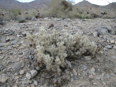 Cylindropuntia chuckwallensis
