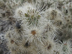 Cylindropuntia chuckwallensis