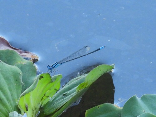 Australian Blue Riverdamsel photo 5