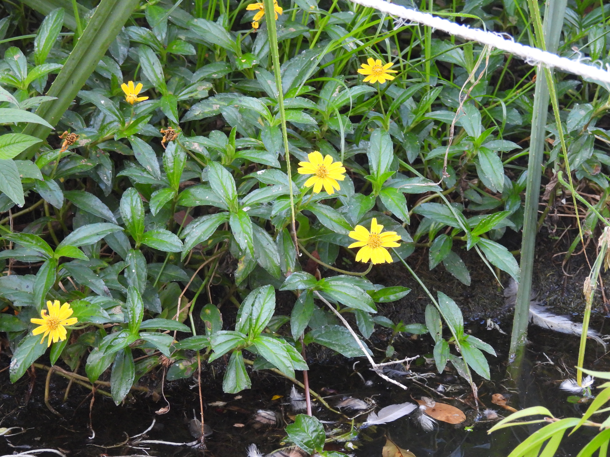 Bay Biscayne Creeping-Oxeye (Sphagneticola trilobata)