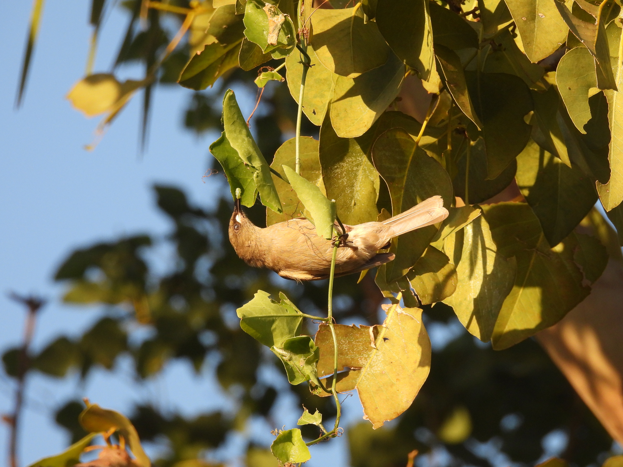 White-gaped Honeyeater (Stomiopera unicolor), photo 8