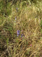 Delphinium parryi maritimum