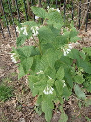 Symphytum orientale