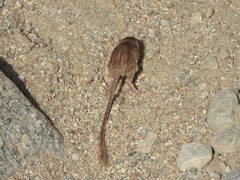 Chaetodipus