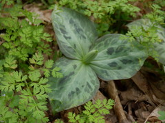 Trillium stamineum