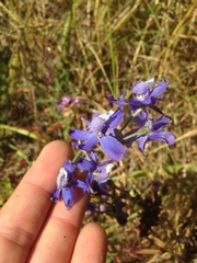 Delphinium parryi maritimum