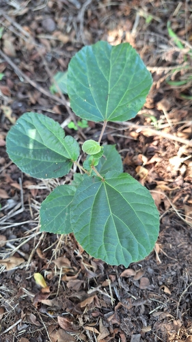 Trimeria grandifolia, photograph 5