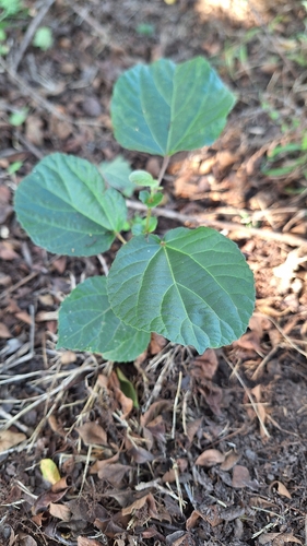 Trimeria grandifolia, photograph 6