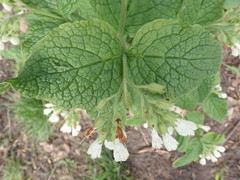 Symphytum orientale