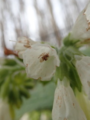 Symphytum orientale