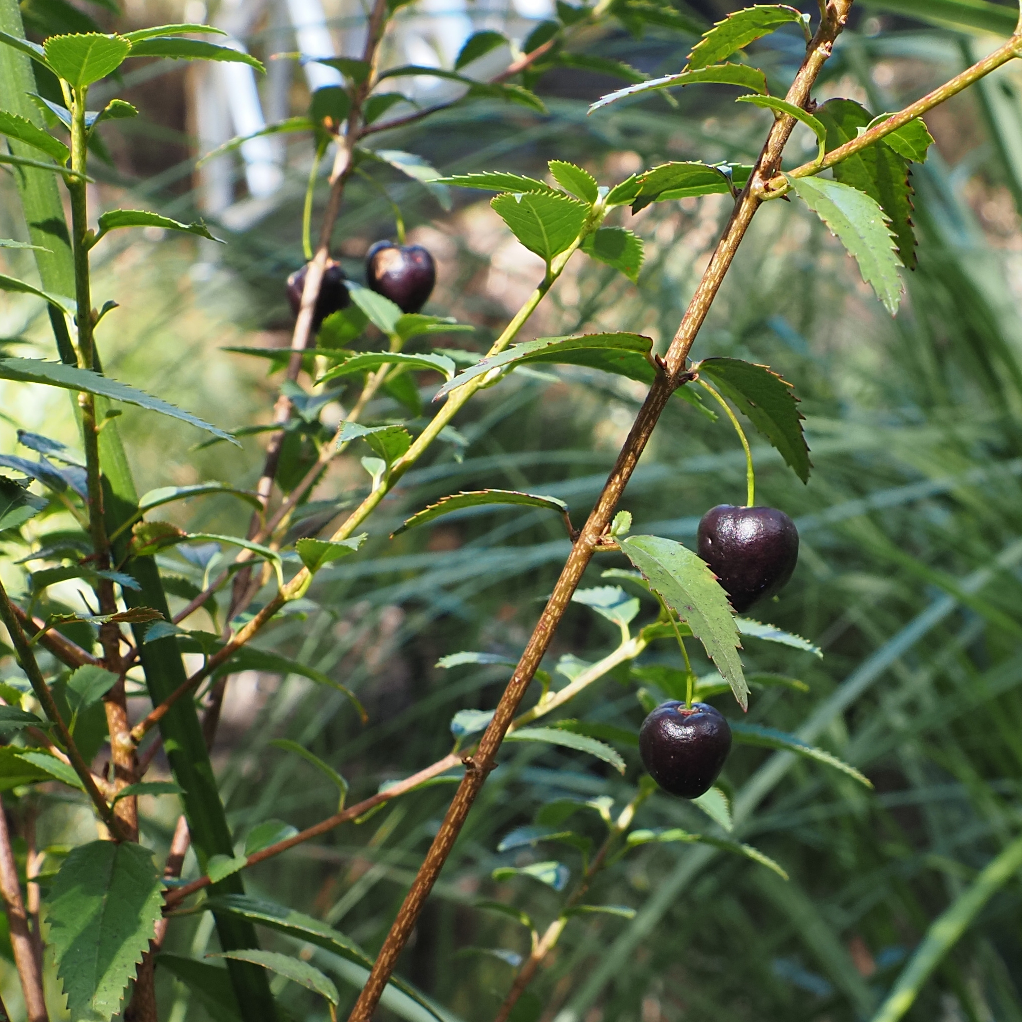 Heart Berry (Aristotelia peduncularis)