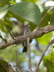 Picumnus albosquamatus