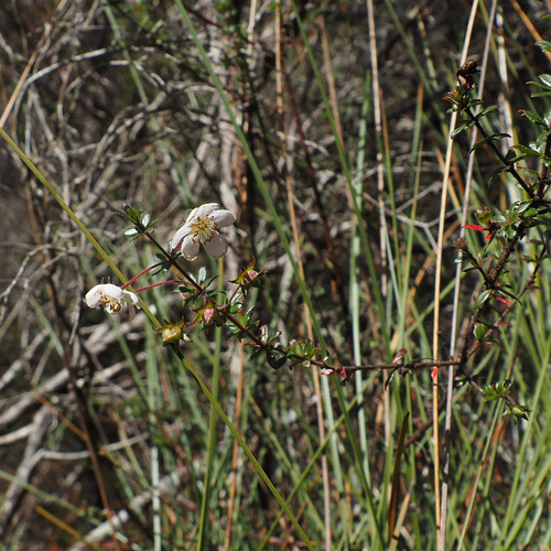 River Rose (Bauera rubioides)