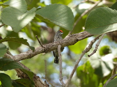 Picumnus albosquamatus