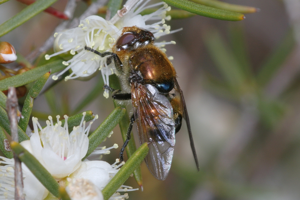 Duomyia azurea