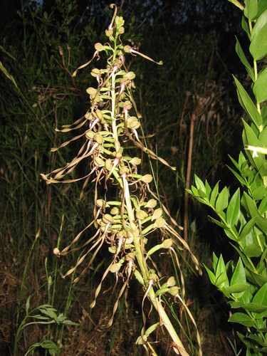 Lizard Orchid (Himantoglossum hircinum)