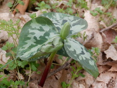 Trillium stamineum