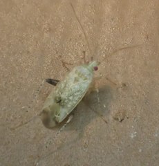 Compsidolon salicellum