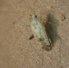 Compsidolon salicellum