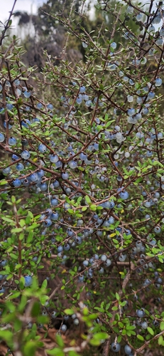 Miki (Coprosma propinqua)
