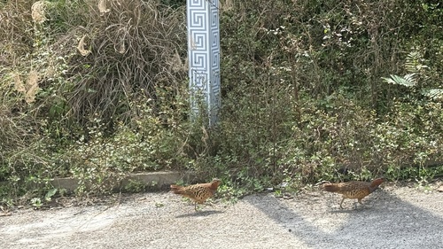 Chinese Bamboo-Partridge