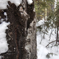 Lecanora wisconsinensis