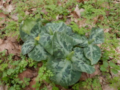 Trillium stamineum