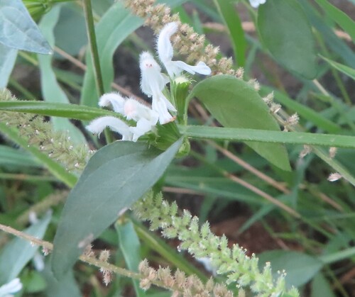 Dainty Tumbleweed (Leucas glabrata)