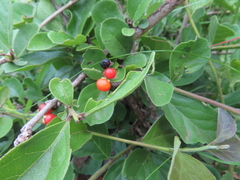 Ehretia amoena